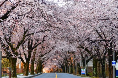 Best of Seoul: Spring
