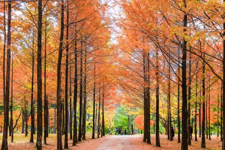 Best of Seoul Autumn Plus